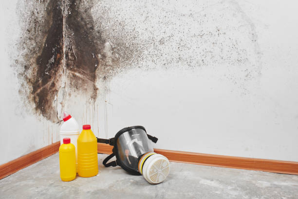 Best Commercial Mold Removal  in Crystal City, TX