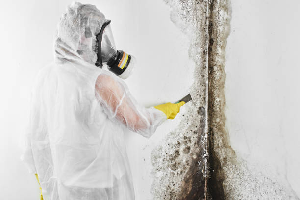 Best Affordable Mold Removal  in Crystal City, TX