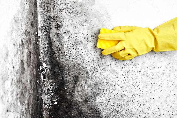 Mold Removal Process in Crystal City, TX