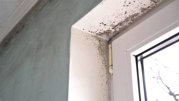 Best Mold Removal Company Near Me  in Crystal City, TX