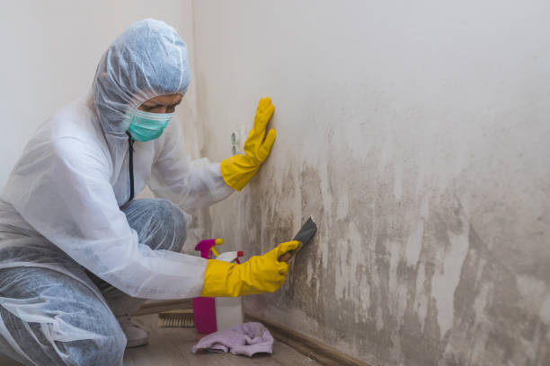 Mold Testing and Removal in Crystal City, TX