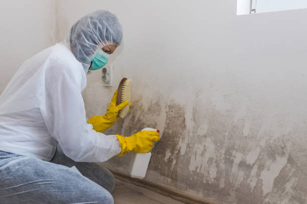 Best Black Mold Removal  in Crystal City, TX