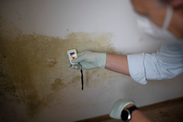 Best Home Mold Removal  in Crystal City, TX