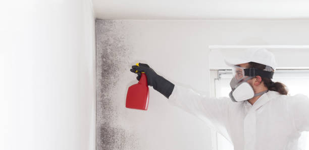 Best Attic Mold Removal  in Crystal City, TX