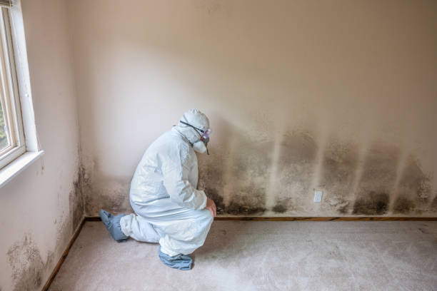 Home Mold Removal in Crystal City, TX