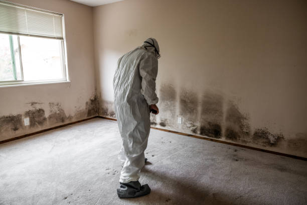 Professional Mold Removal in Crystal City, TX