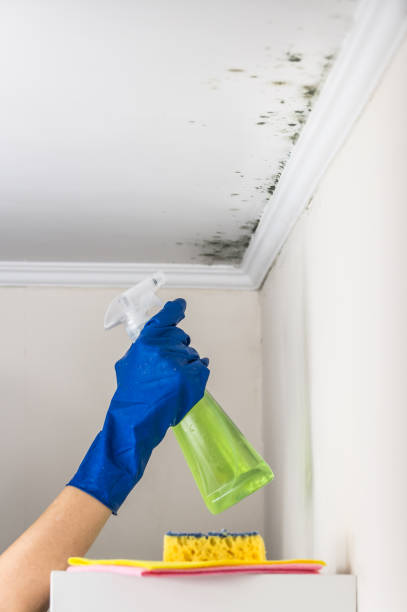 Best Same-Day Mold Removal  in Crystal City, TX